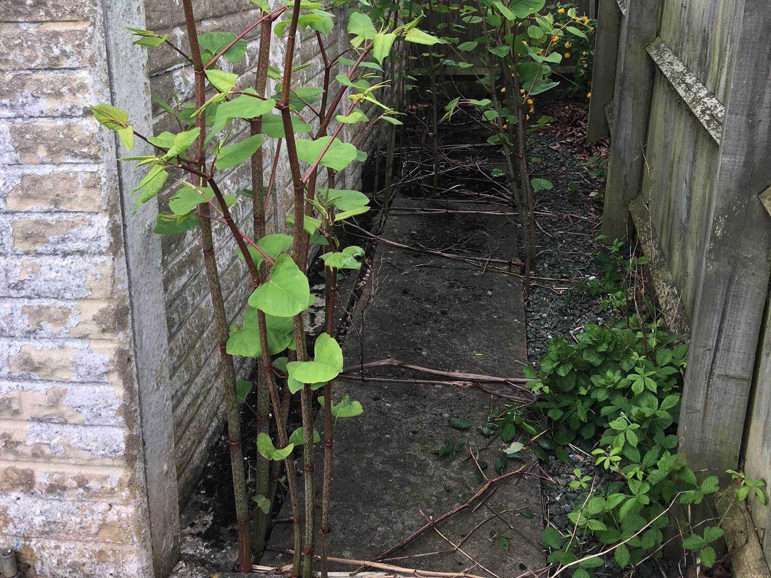 Beware Of Japanese Knotweed Mckeowns Solicitors